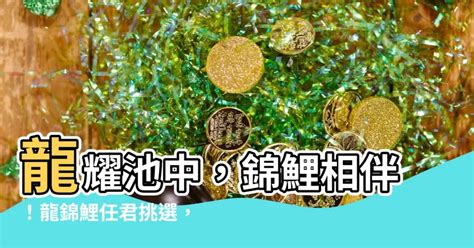 龍錦魚|【龍錦鯉】龍耀池中，錦鯉相伴！龍錦鯉任君挑選，點。